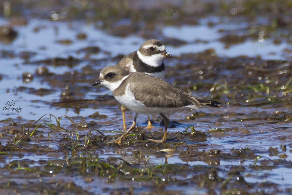 Semipalmated Plover - ML116768151