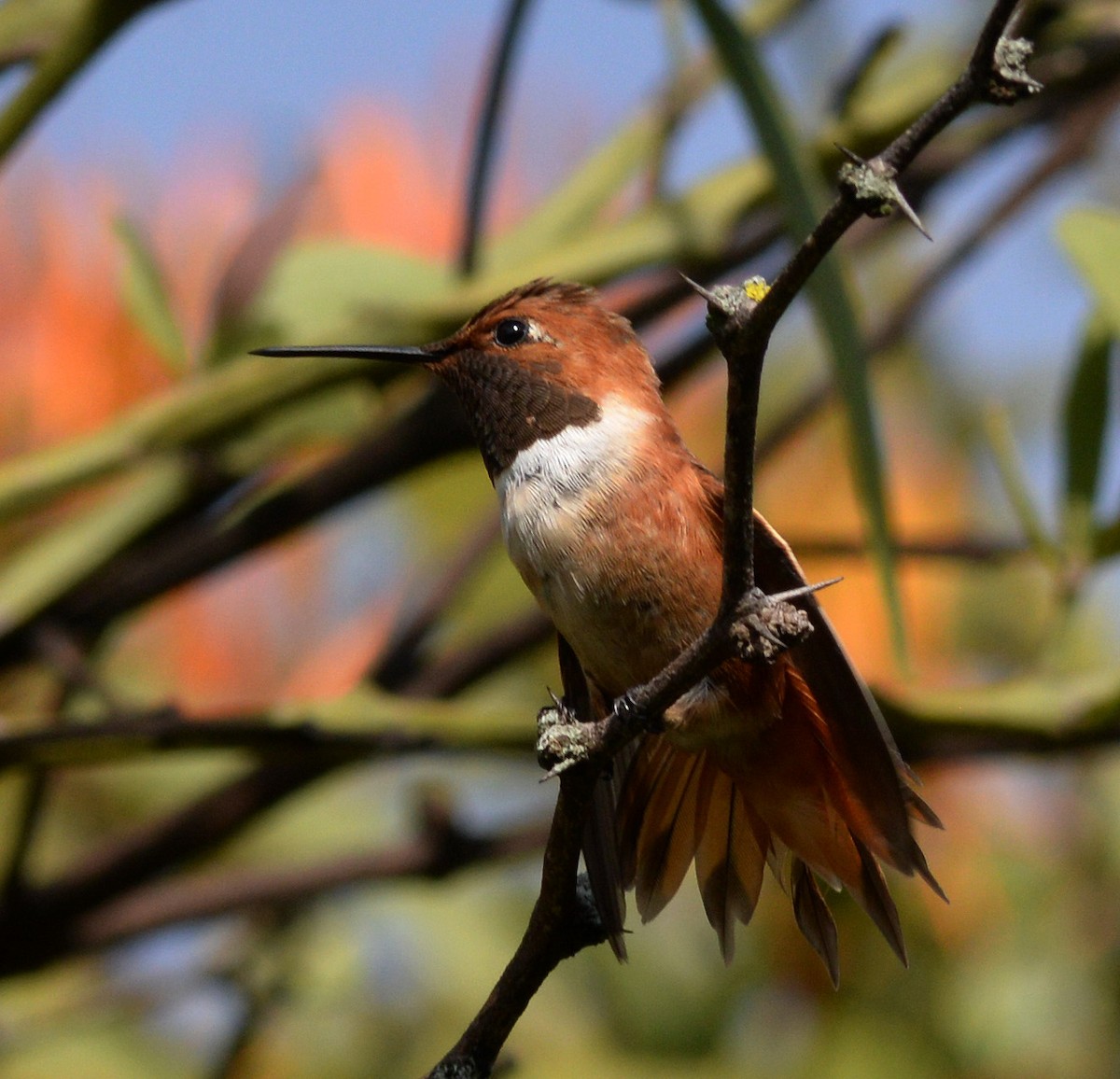 Rufous Hummingbird - Chris Lloyd