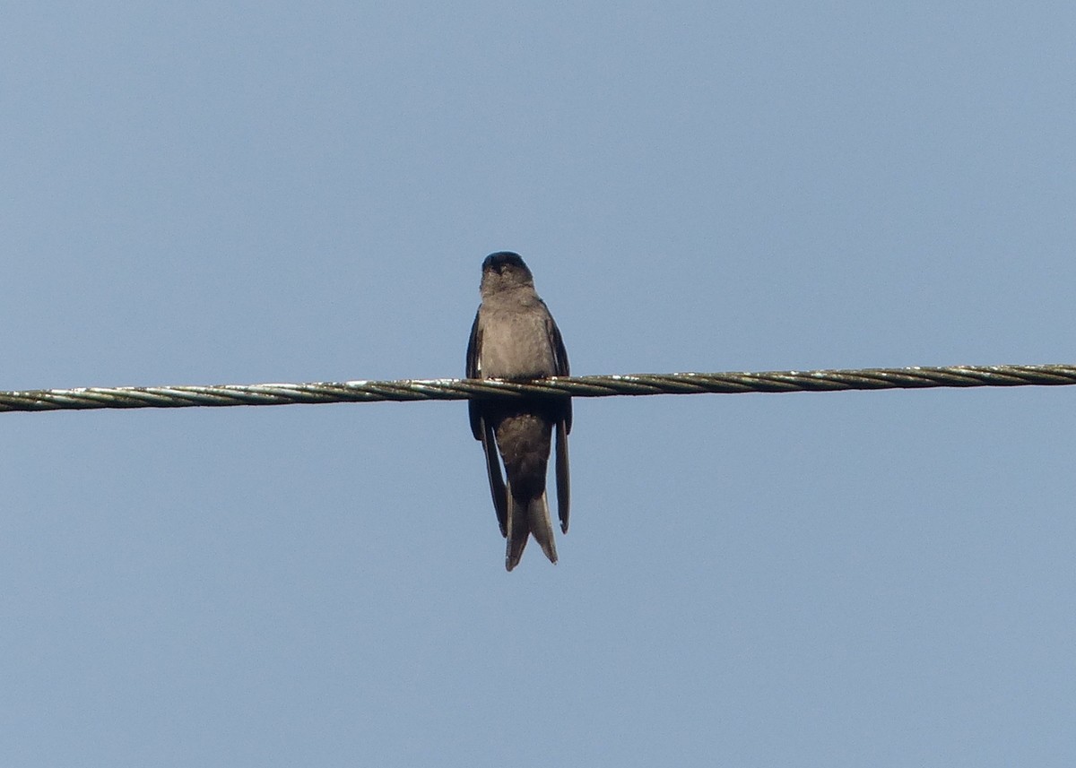 White-thighed Swallow - Andy Frank