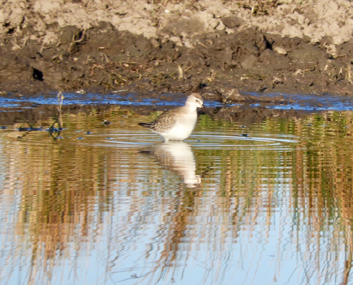 Curlew Sandpiper - Anonymous