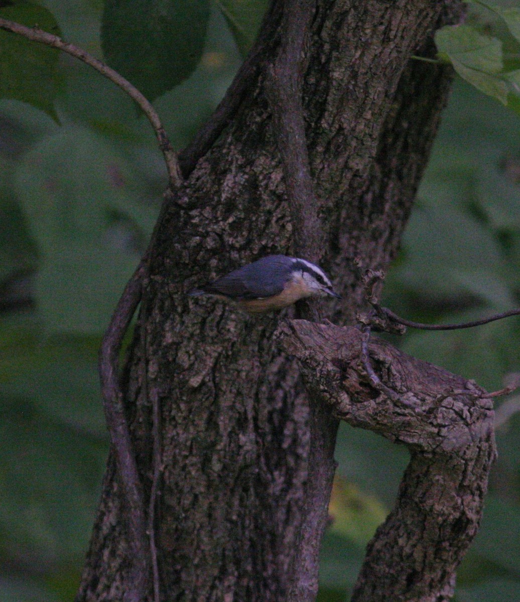 Red-breasted Nuthatch - ML116776001