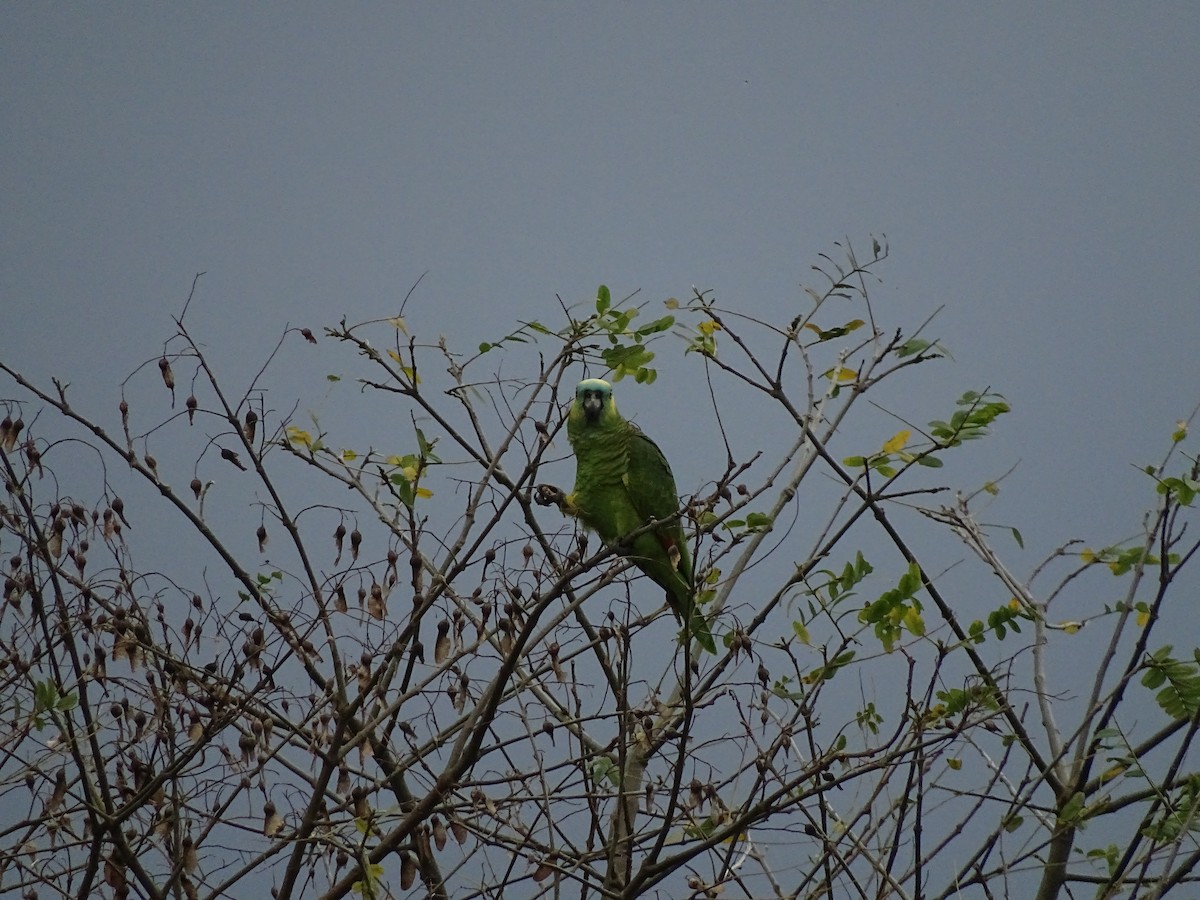 Turquoise-fronted Parrot - Andrés de Miguel