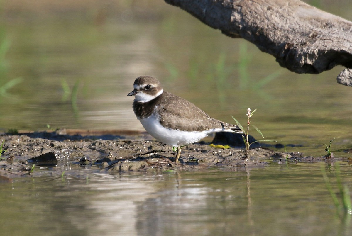 Semipalmated Plover - ML116779221