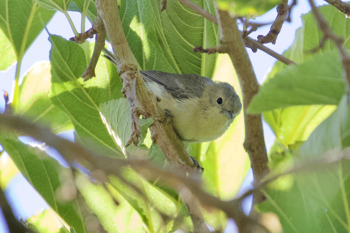 Lucy's Warbler - ML116780011