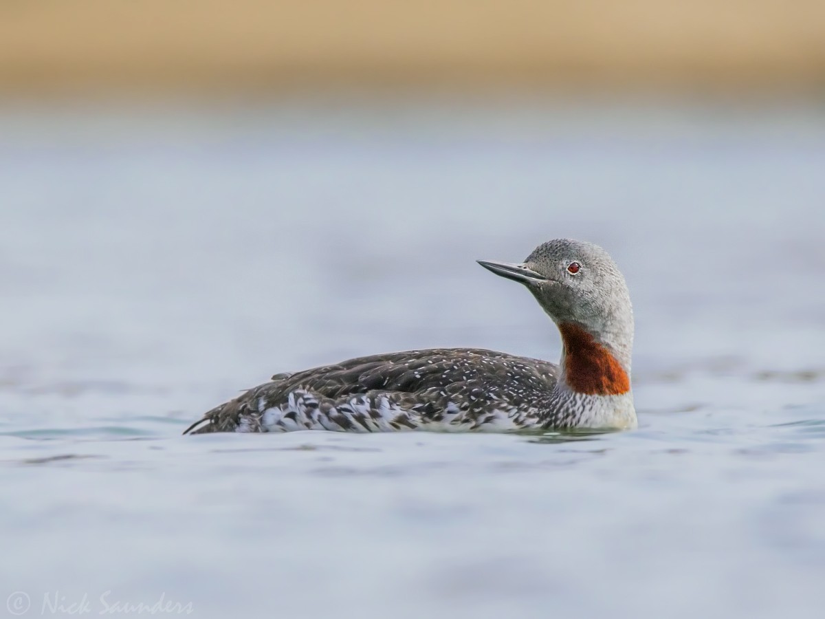 Red-throated Loon - Nick Saunders