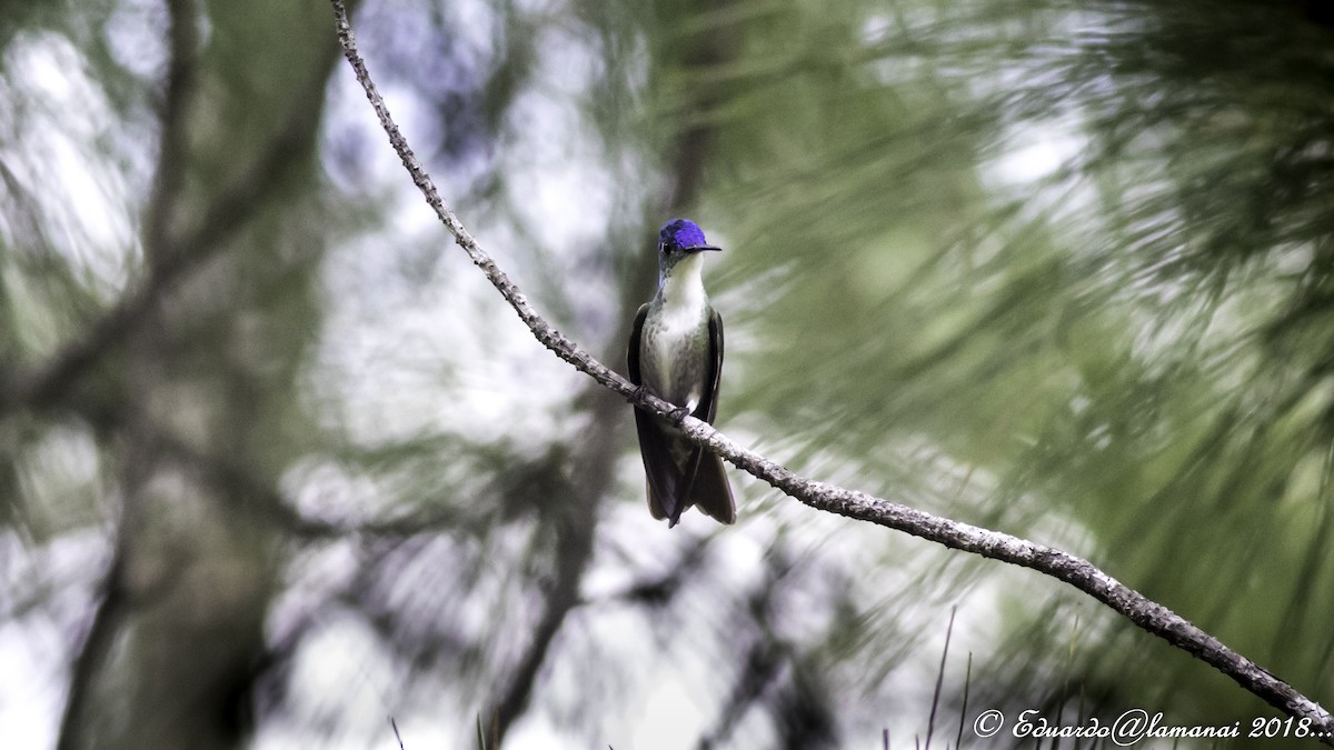 Azure-crowned Hummingbird - Jorge Eduardo Ruano