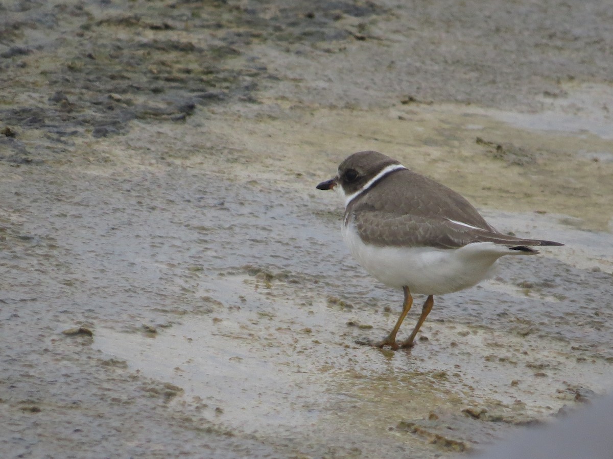 Semipalmated Plover - ML116790931