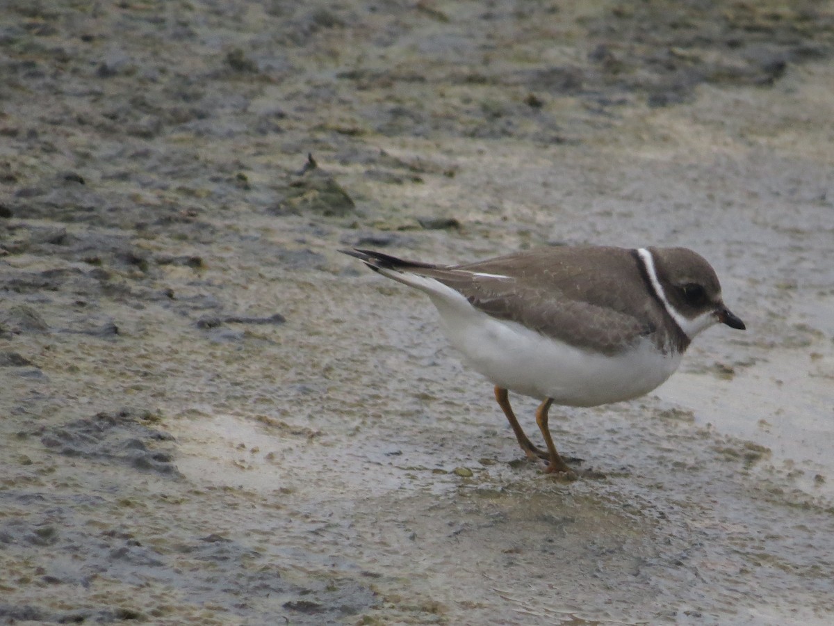 Semipalmated Plover - ML116791021