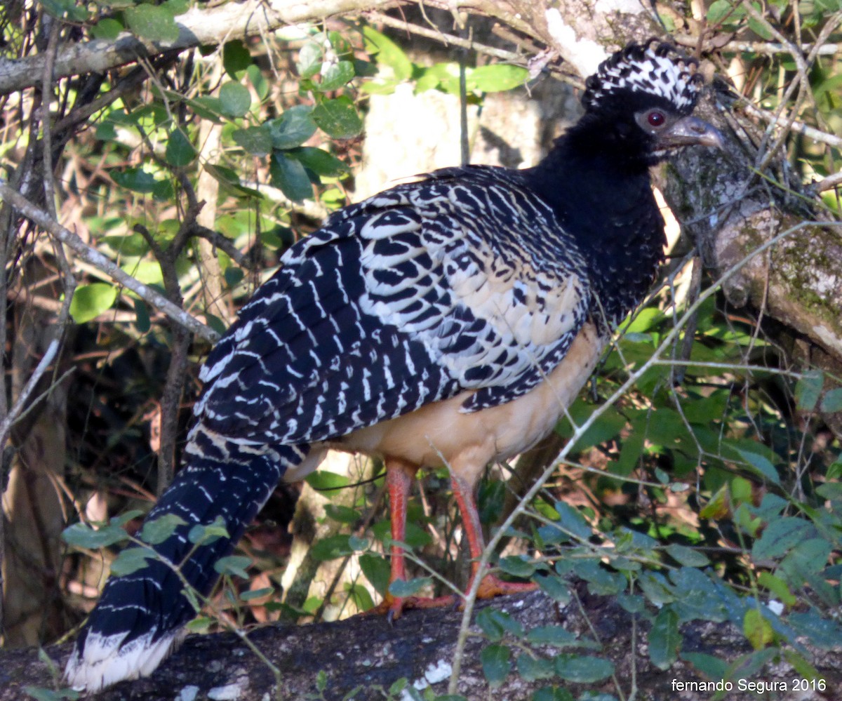 Bare-faced Curassow - ML116792551