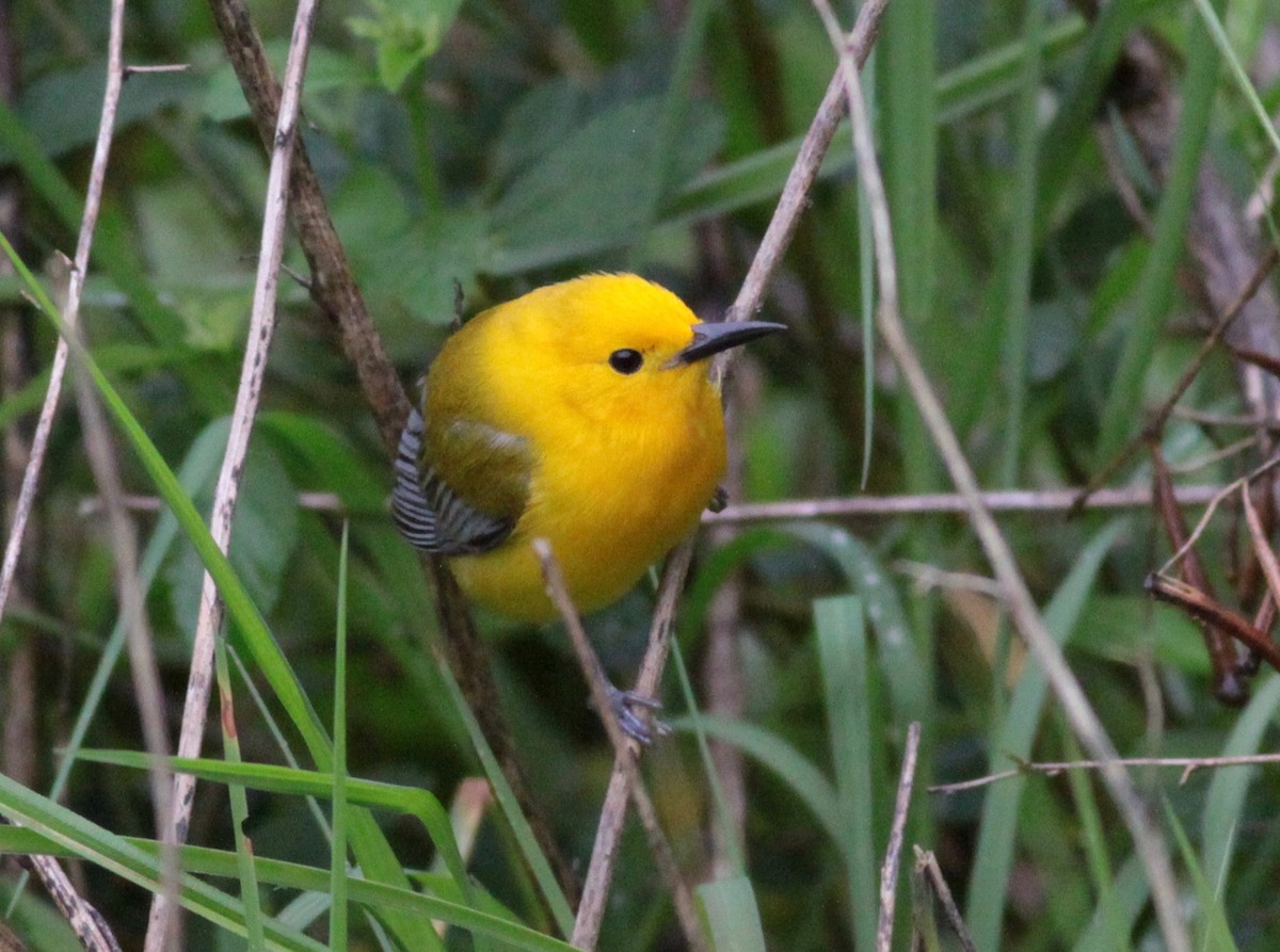 Prothonotary Warbler - Roger Clark
