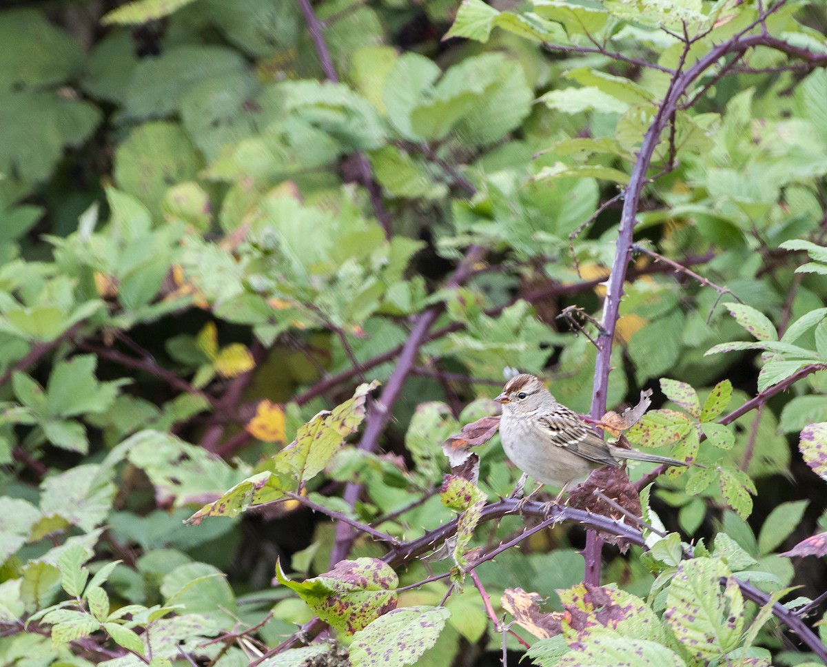 White-crowned Sparrow - ML116793241