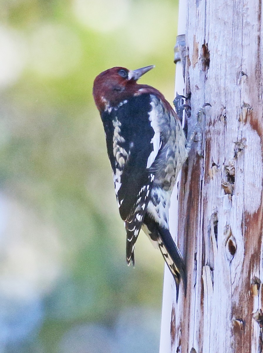 Red-breasted Sapsucker - ML116796661
