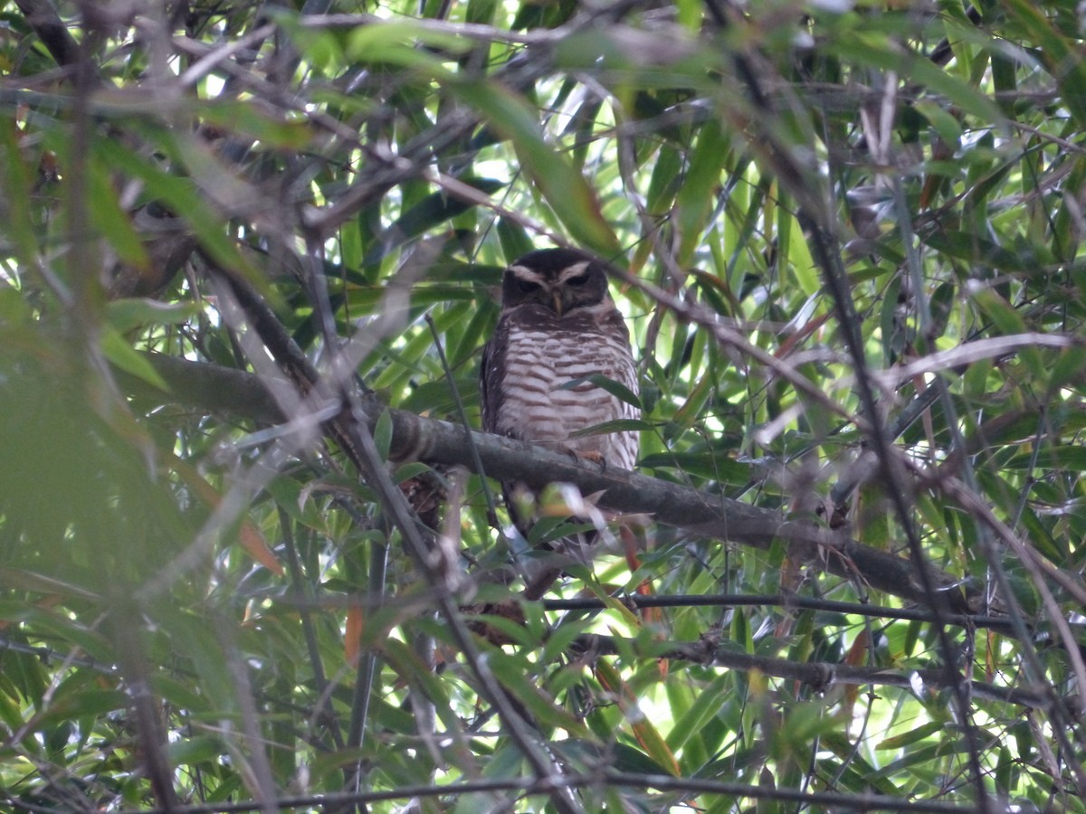 Band-bellied Owl - Andy Frank