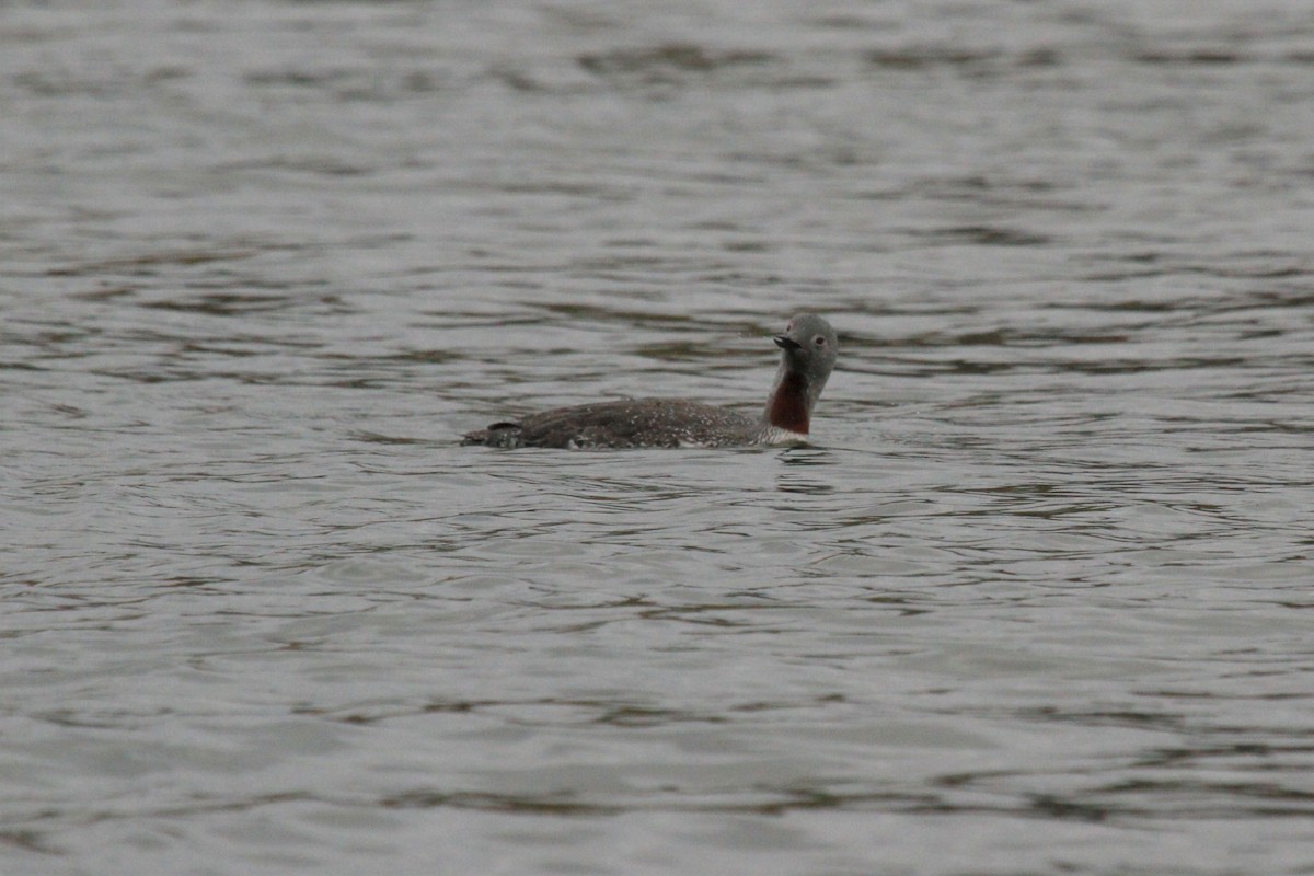 Red-throated Loon - ML116801561