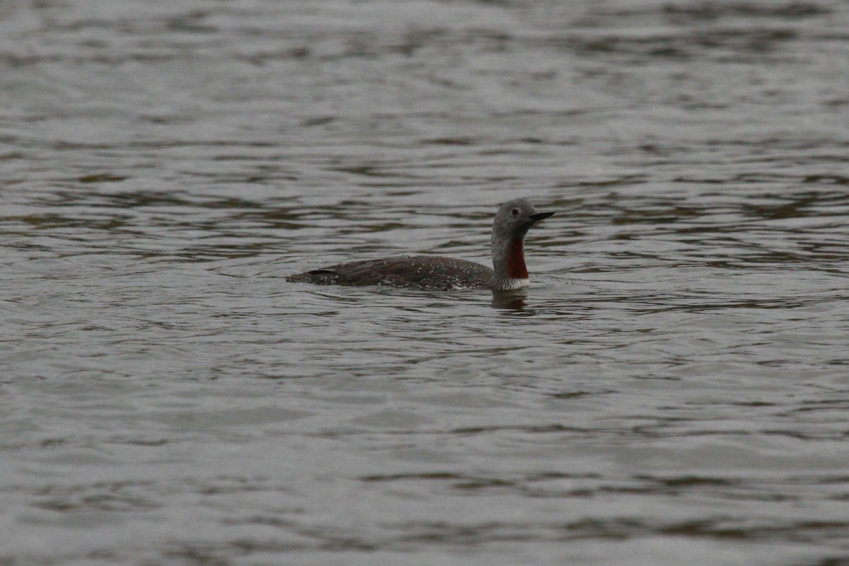 Red-throated Loon - ML116801571