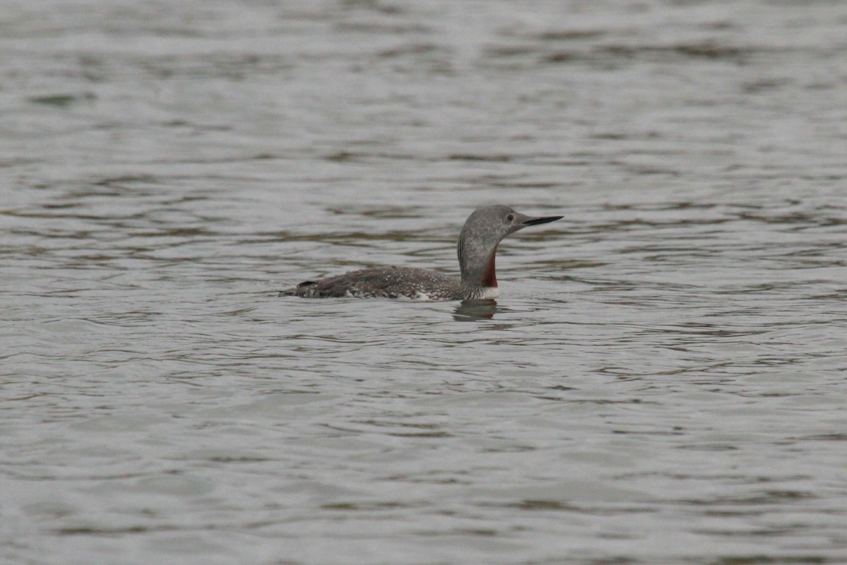 Red-throated Loon - ML116801591