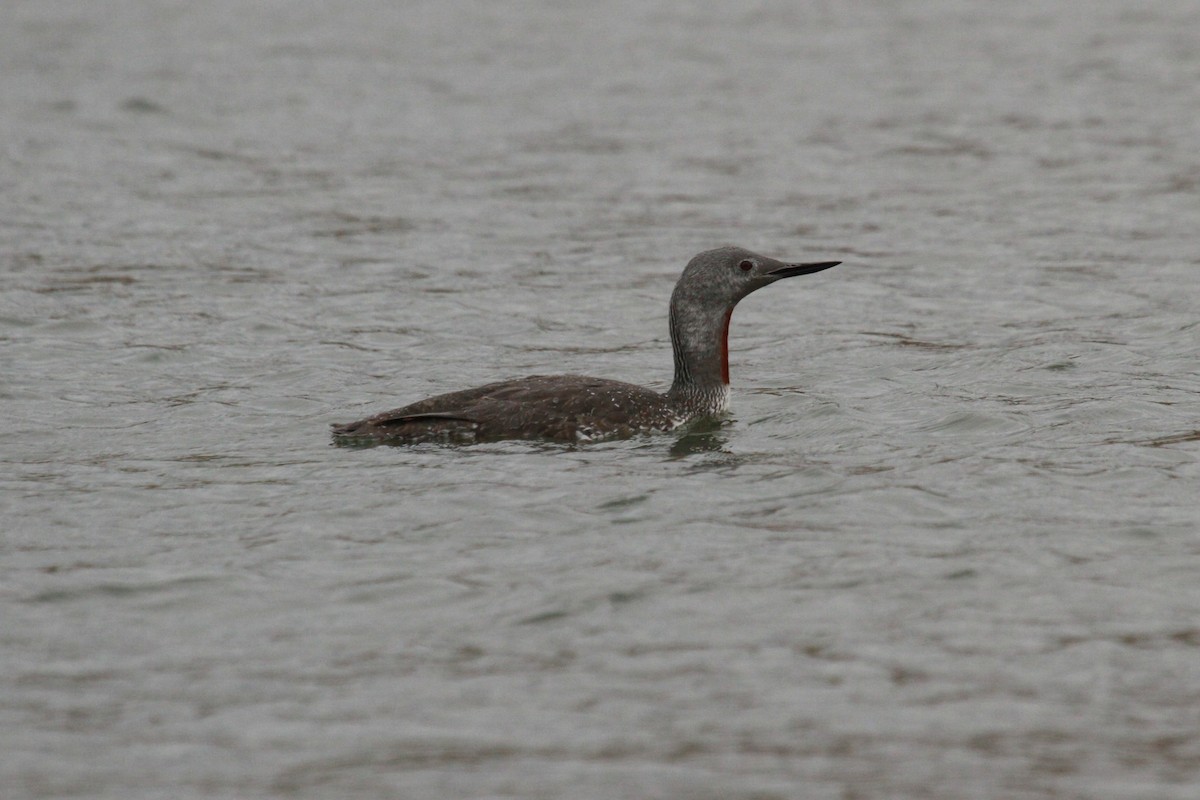 Red-throated Loon - ML116801601