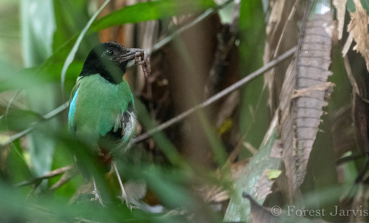 Western Hooded Pitta - Forest Botial-Jarvis