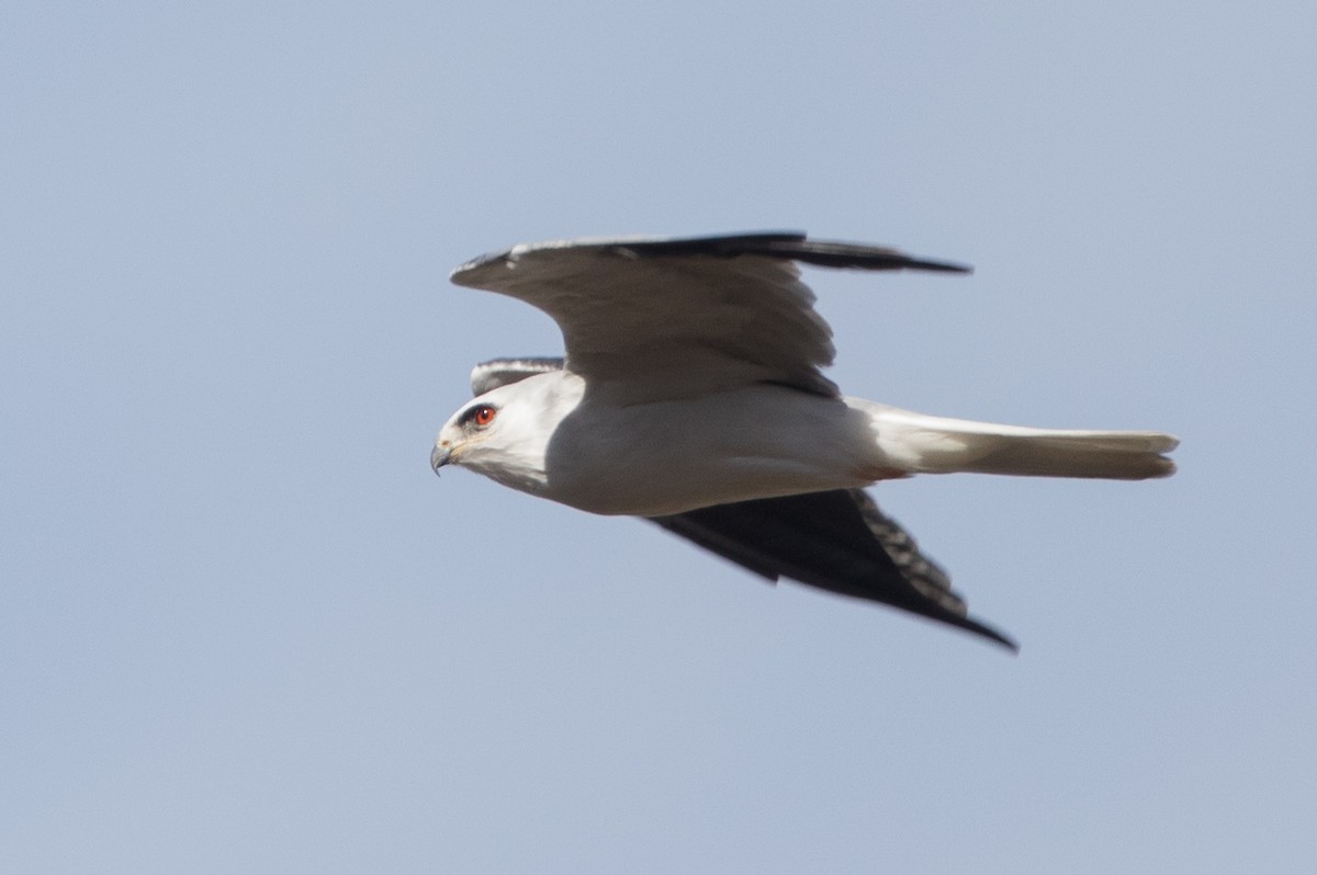 White-tailed Kite - ML116803451