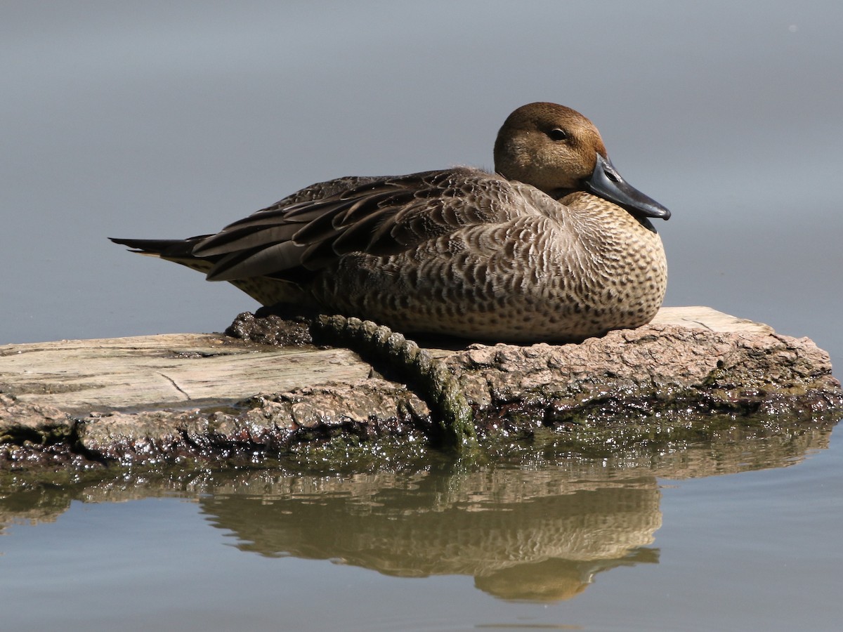 Northern Pintail - Mike "mlovest" Miller