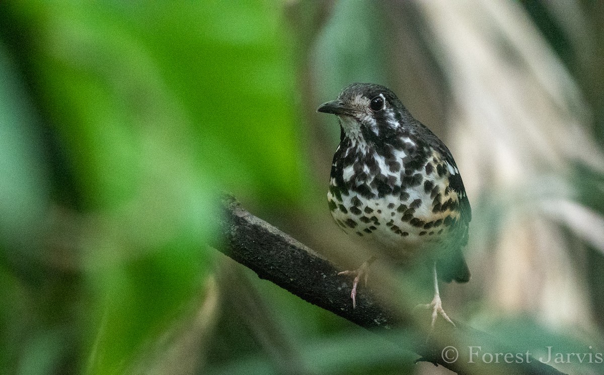 Ashy Thrush - Forest Botial-Jarvis