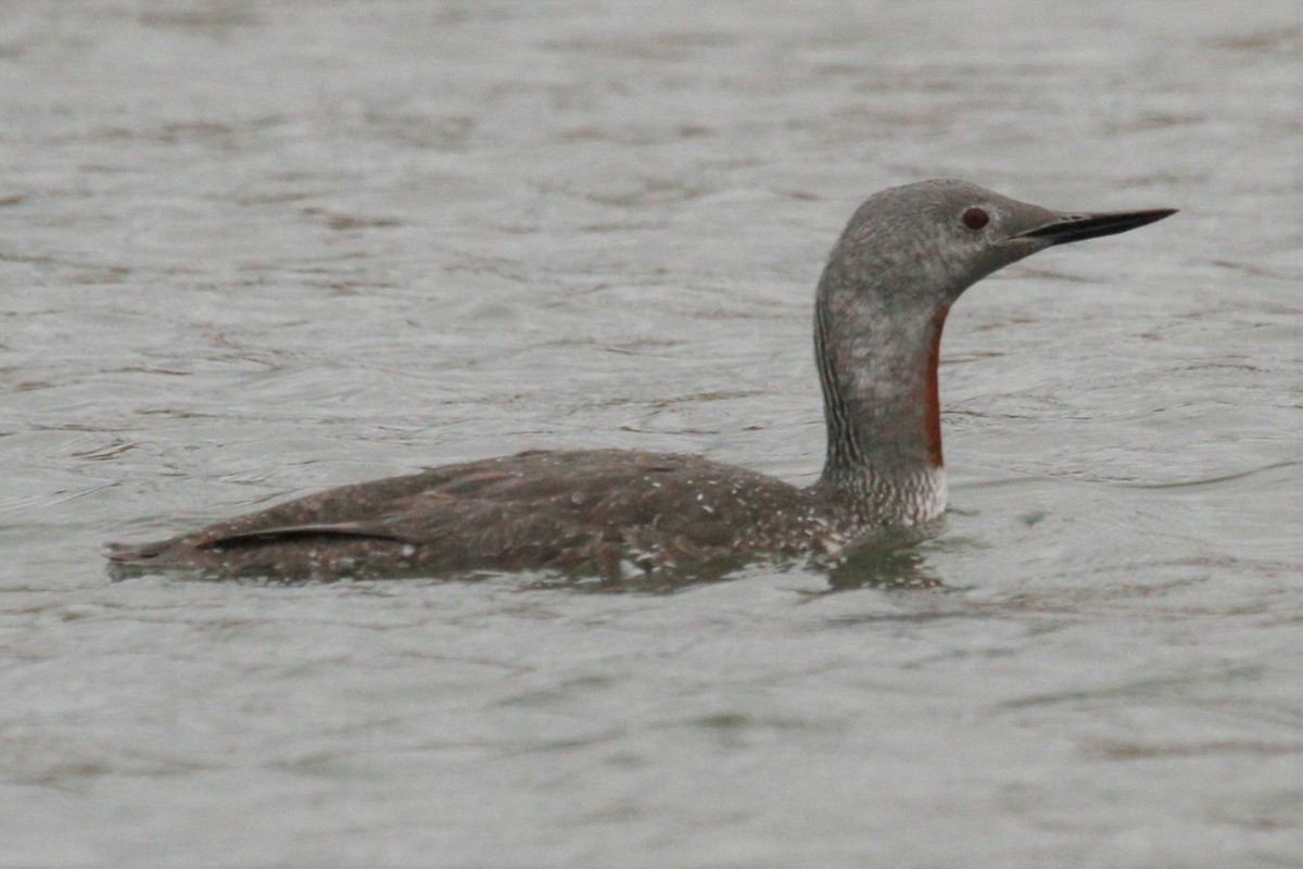 Red-throated Loon - ML116806381