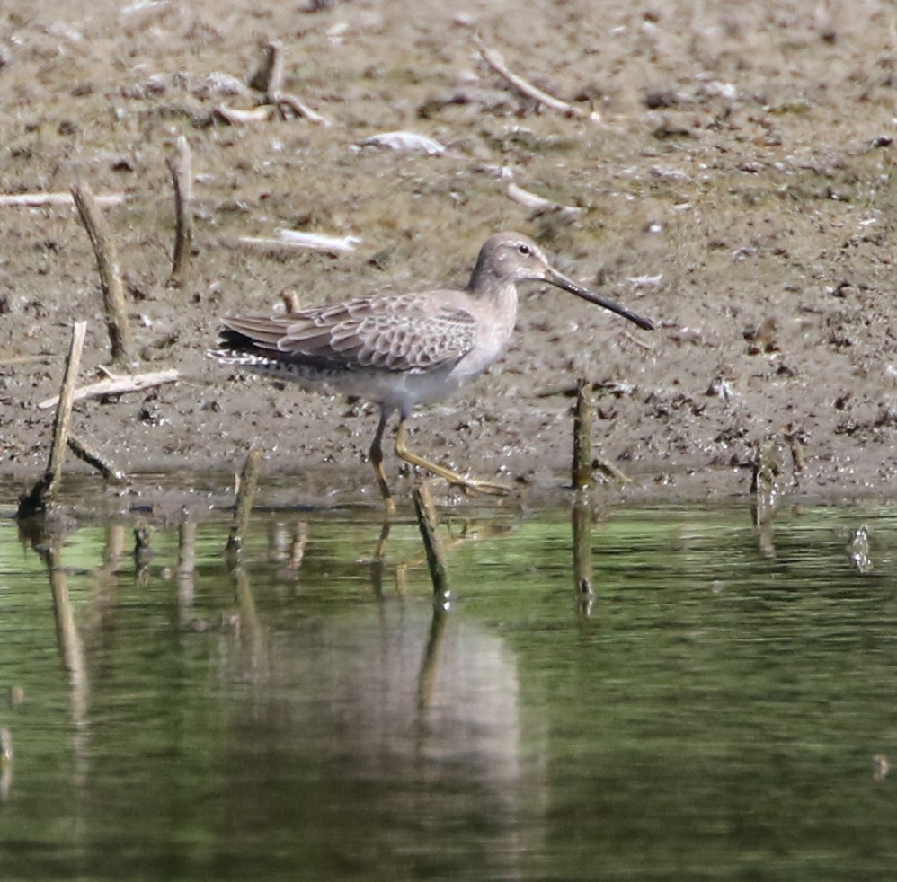 Long-billed Dowitcher - ML116807561