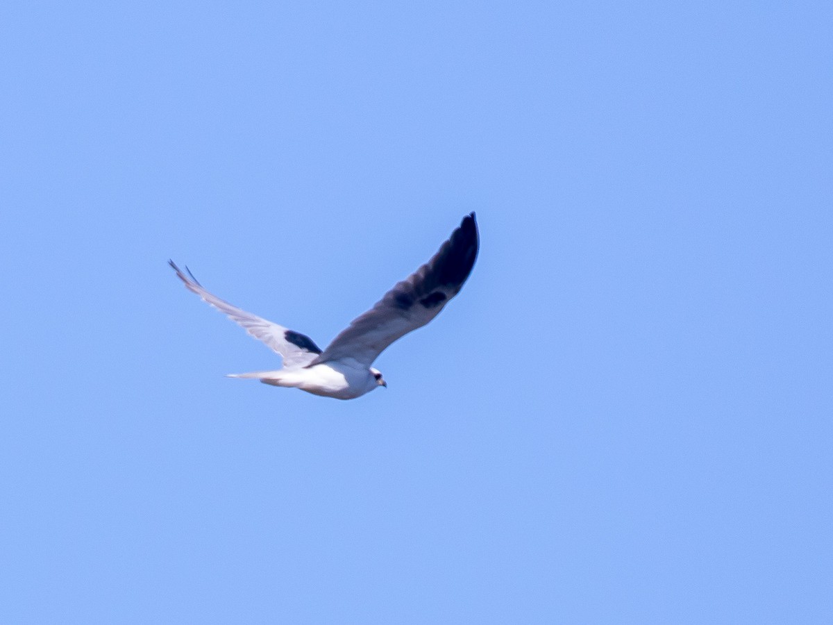 White-tailed Kite - Bruce Aird