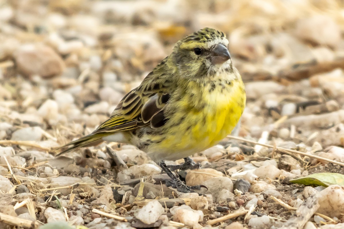 Yellow-crowned Canary - James Hoagland