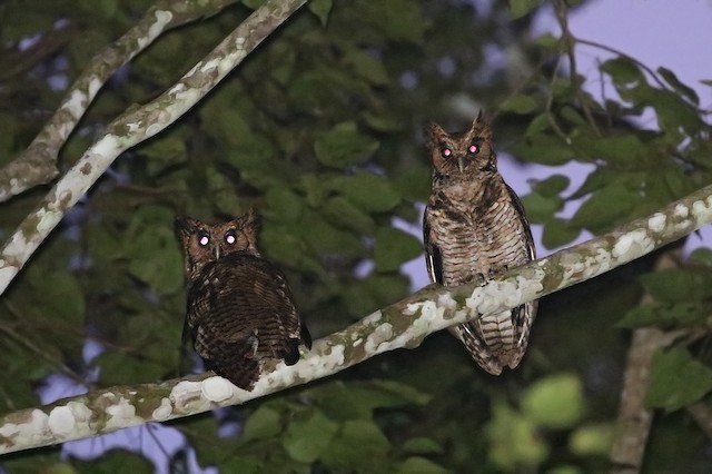Usambara Eagle-Owl
