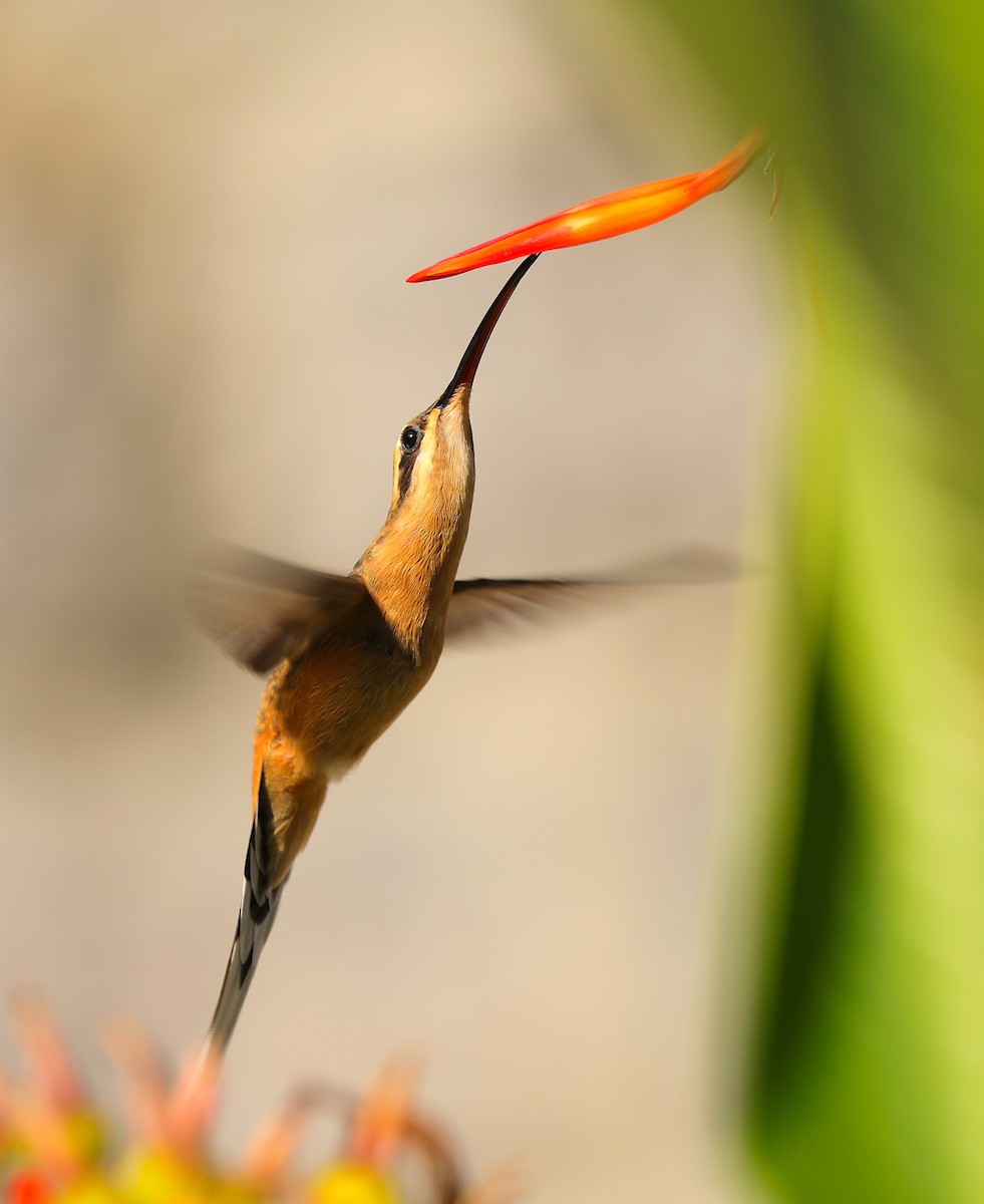 Солнечный колибри-отшельник - ML116818941