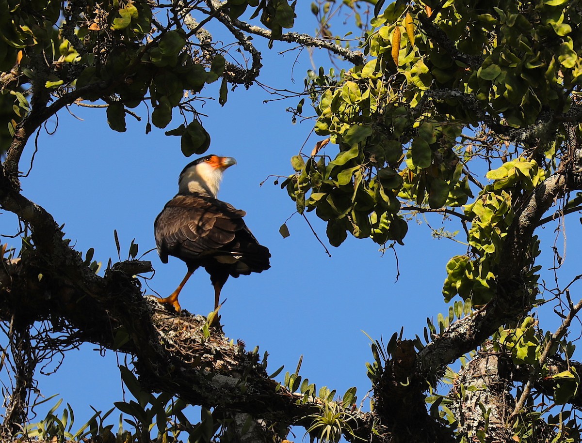 Crested Caracara (Southern) - Anonymous