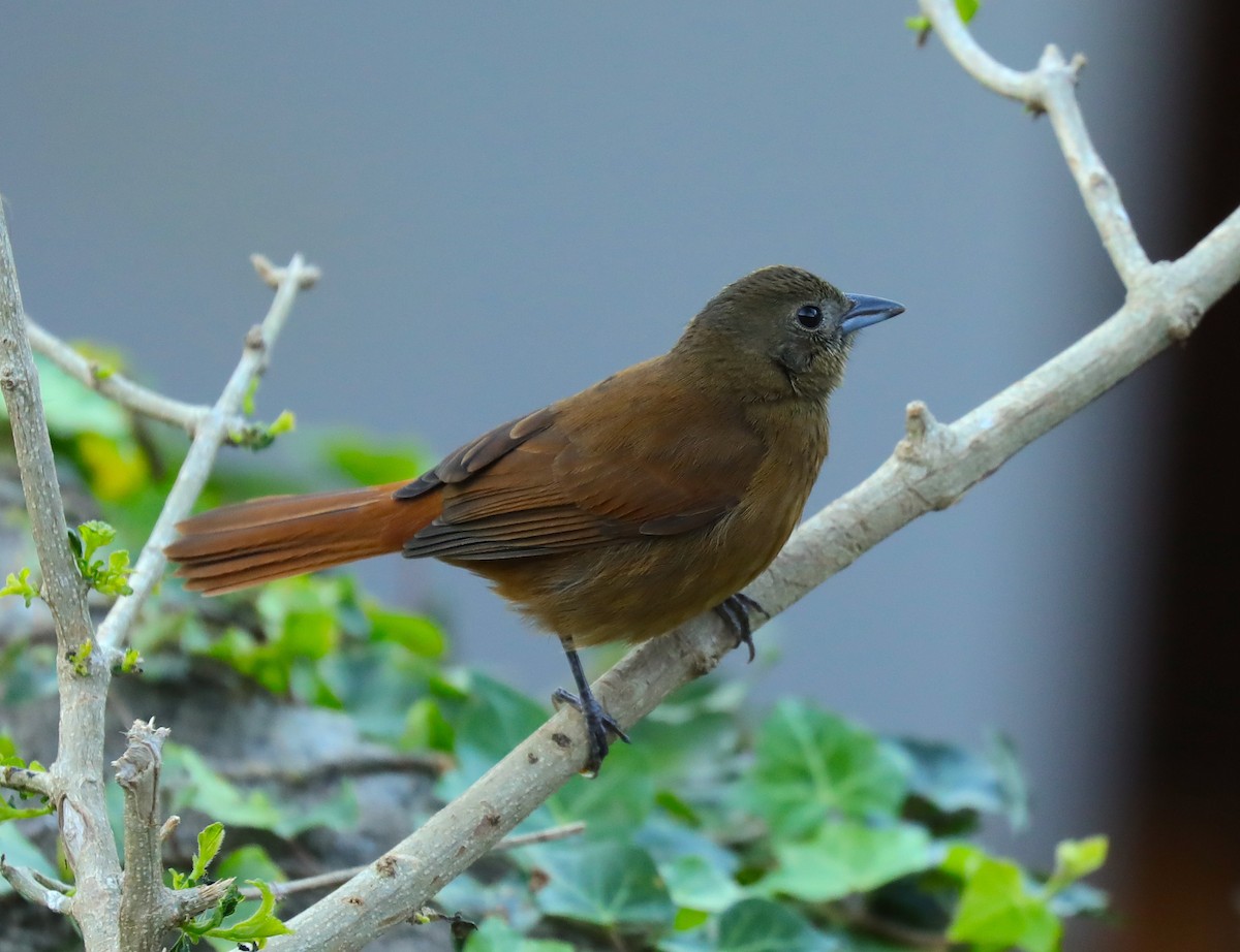 Ruby-crowned Tanager - ML116819561