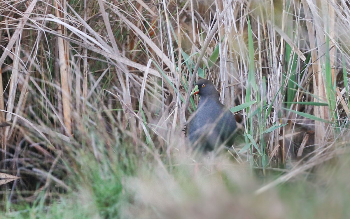 Black-tailed Nativehen - Ged Tranter