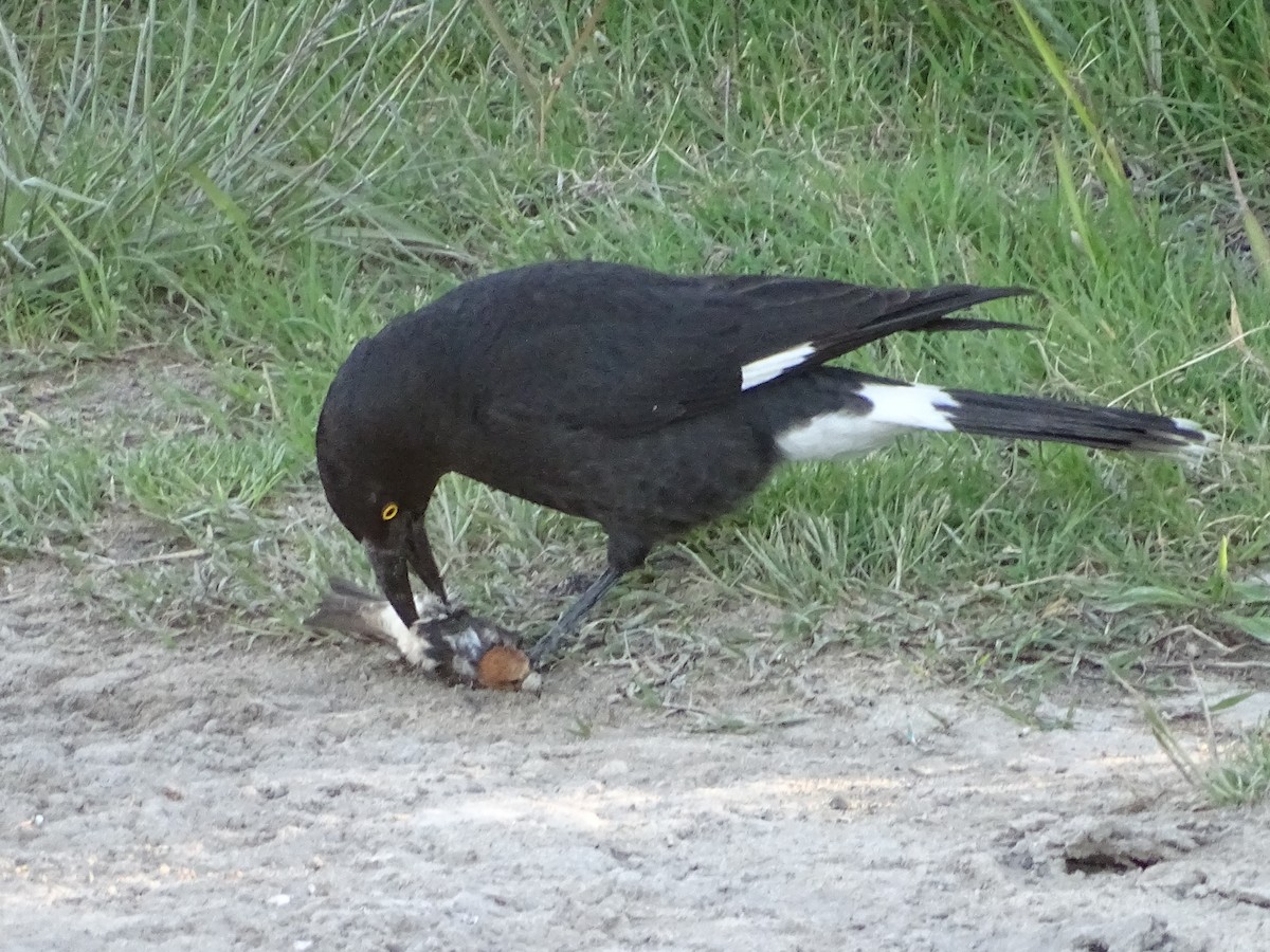 Pied Currawong - ML116819901