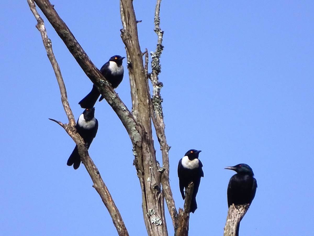 White-collared Starling - ML116821151