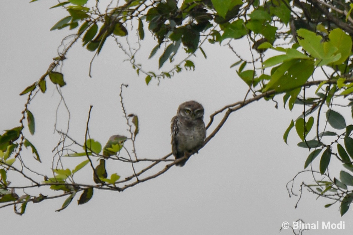 Spotted Owlet - Bimal Modi