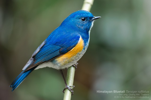 Bluetail