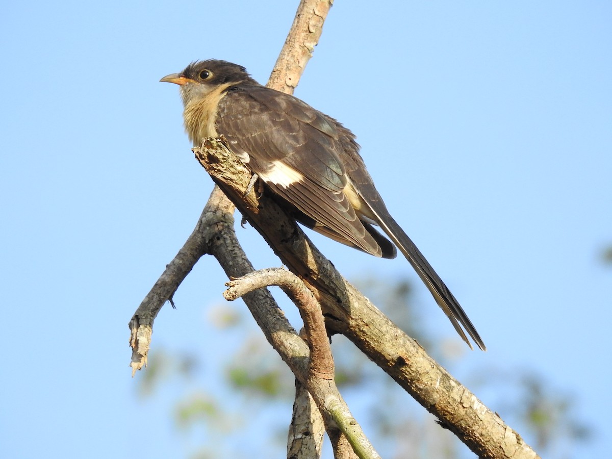 Pied Cuckoo - Manjunath R S