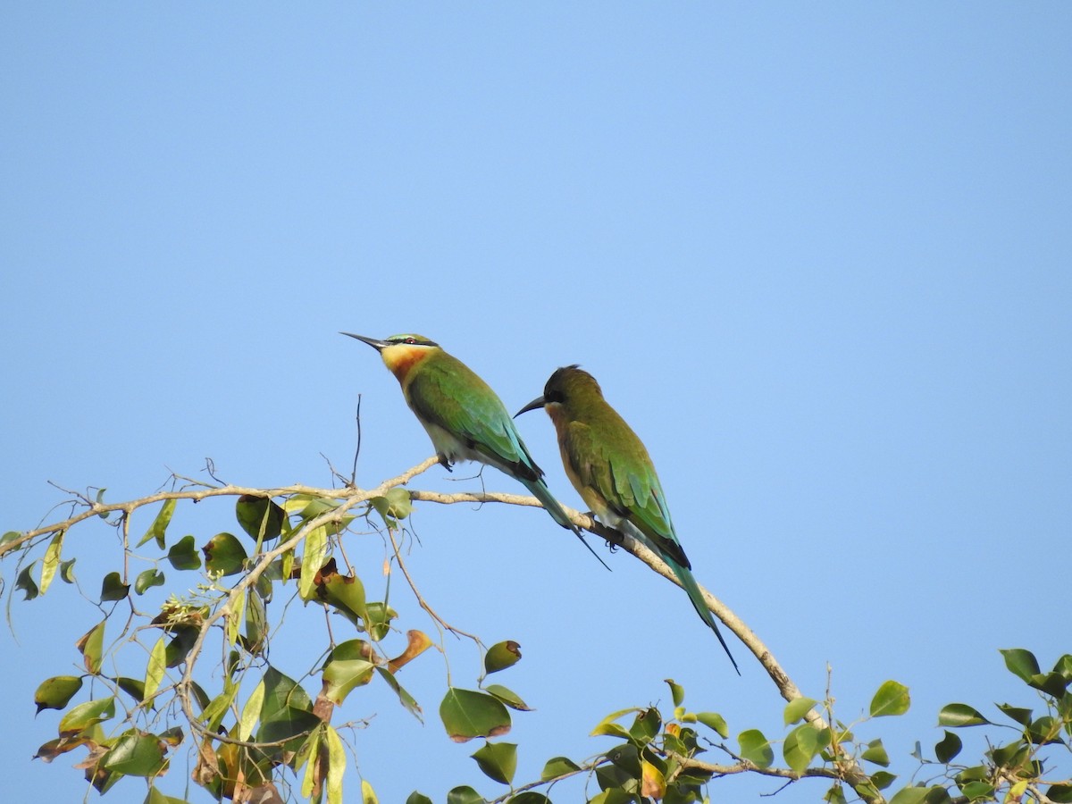 Blue-tailed Bee-eater - ML116823371