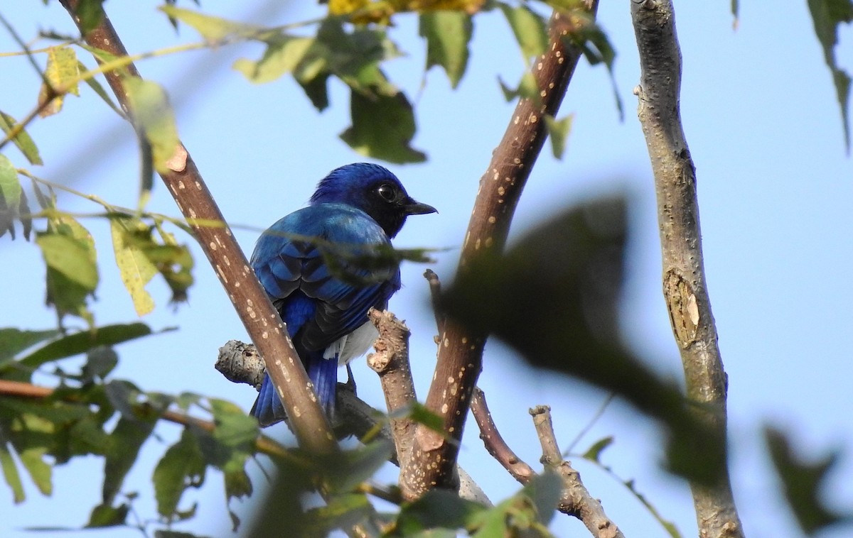 Blue-and-white Flycatcher - ML116825621