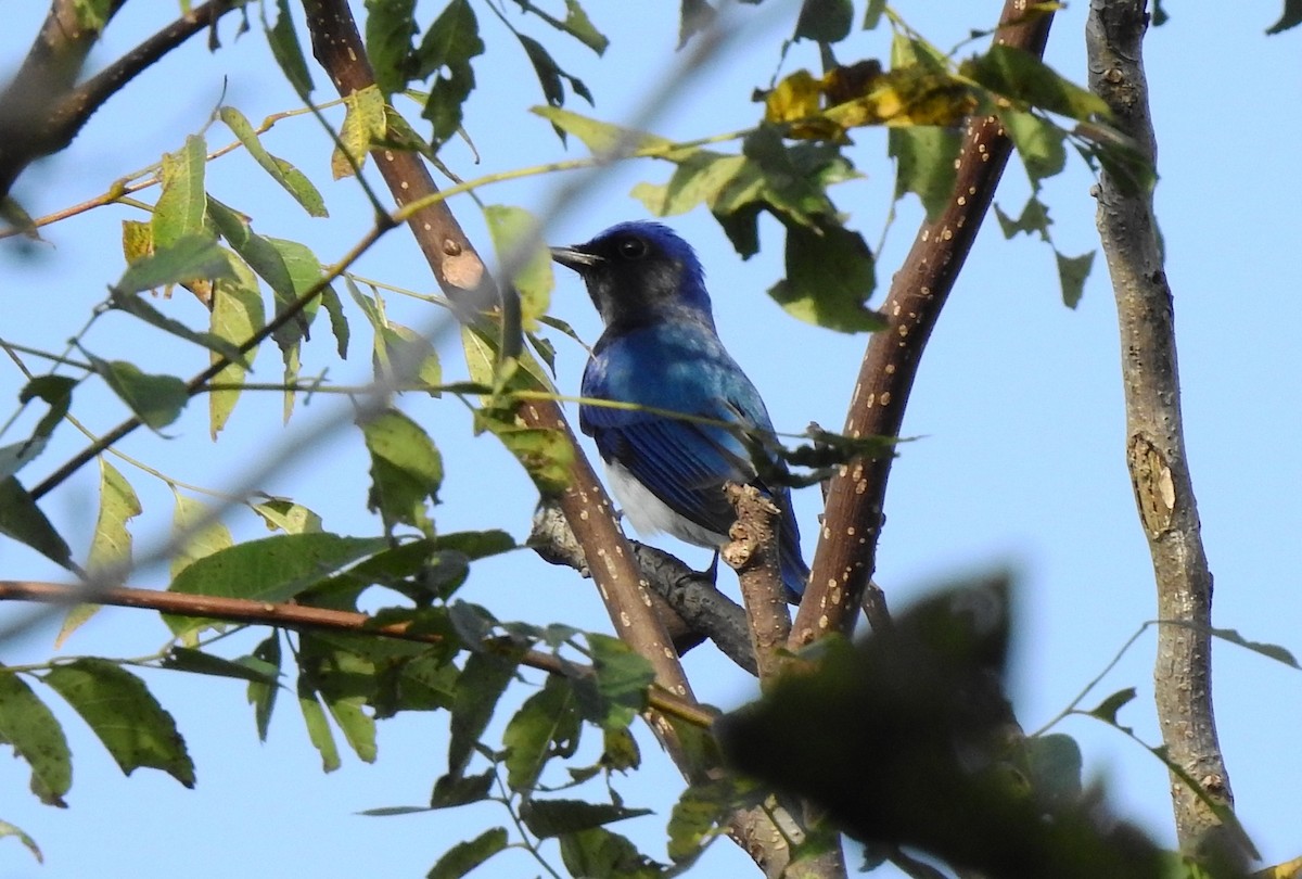 Blue-and-white Flycatcher - ML116825631