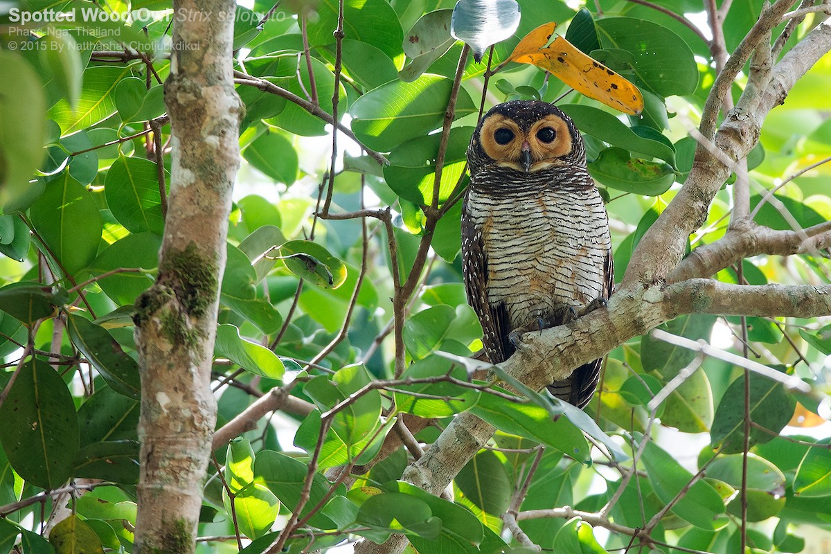 Spotted Wood-Owl - Natthaphat Chotjuckdikul