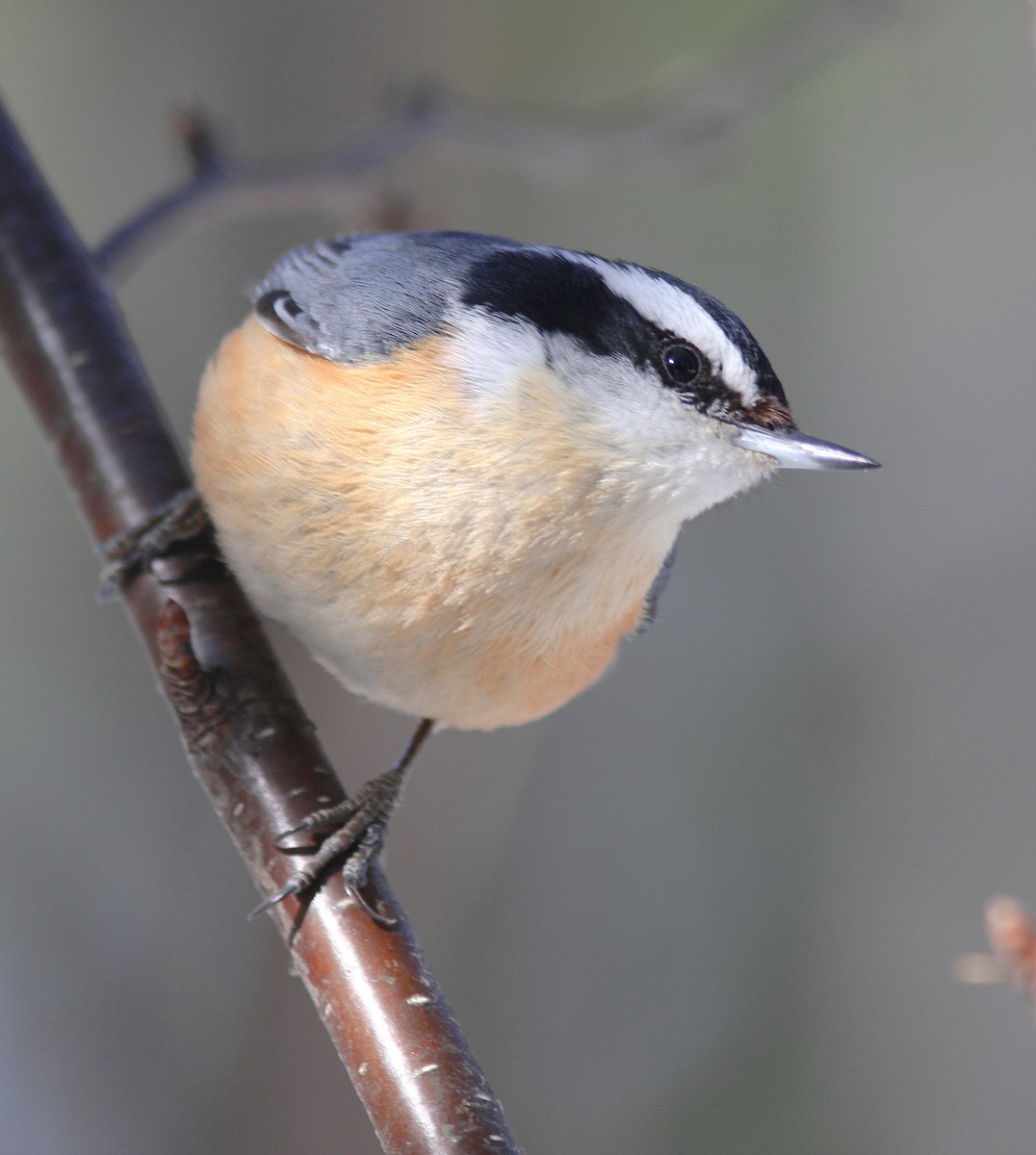 Red-breasted Nuthatch - Guy Poisson