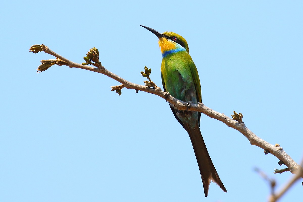 Swallow-tailed Bee-eater - ML116831181