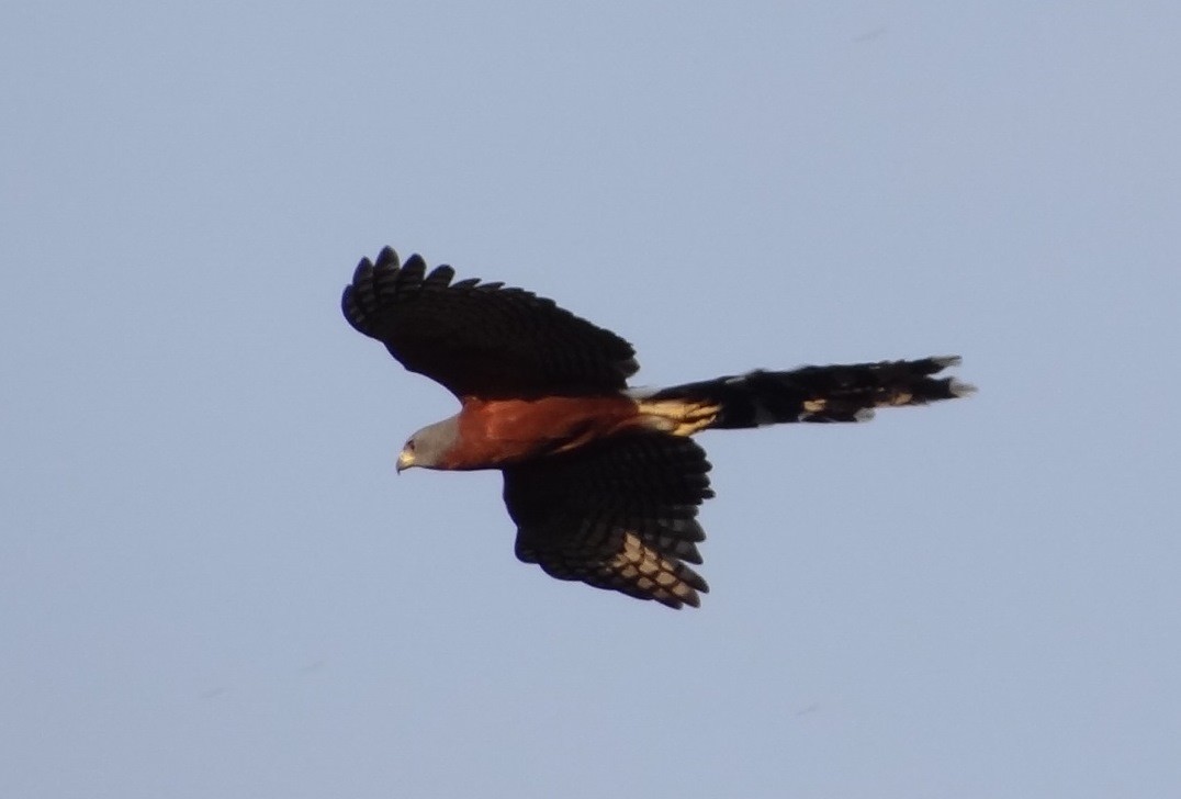 Long-tailed Hawk - ML116831301