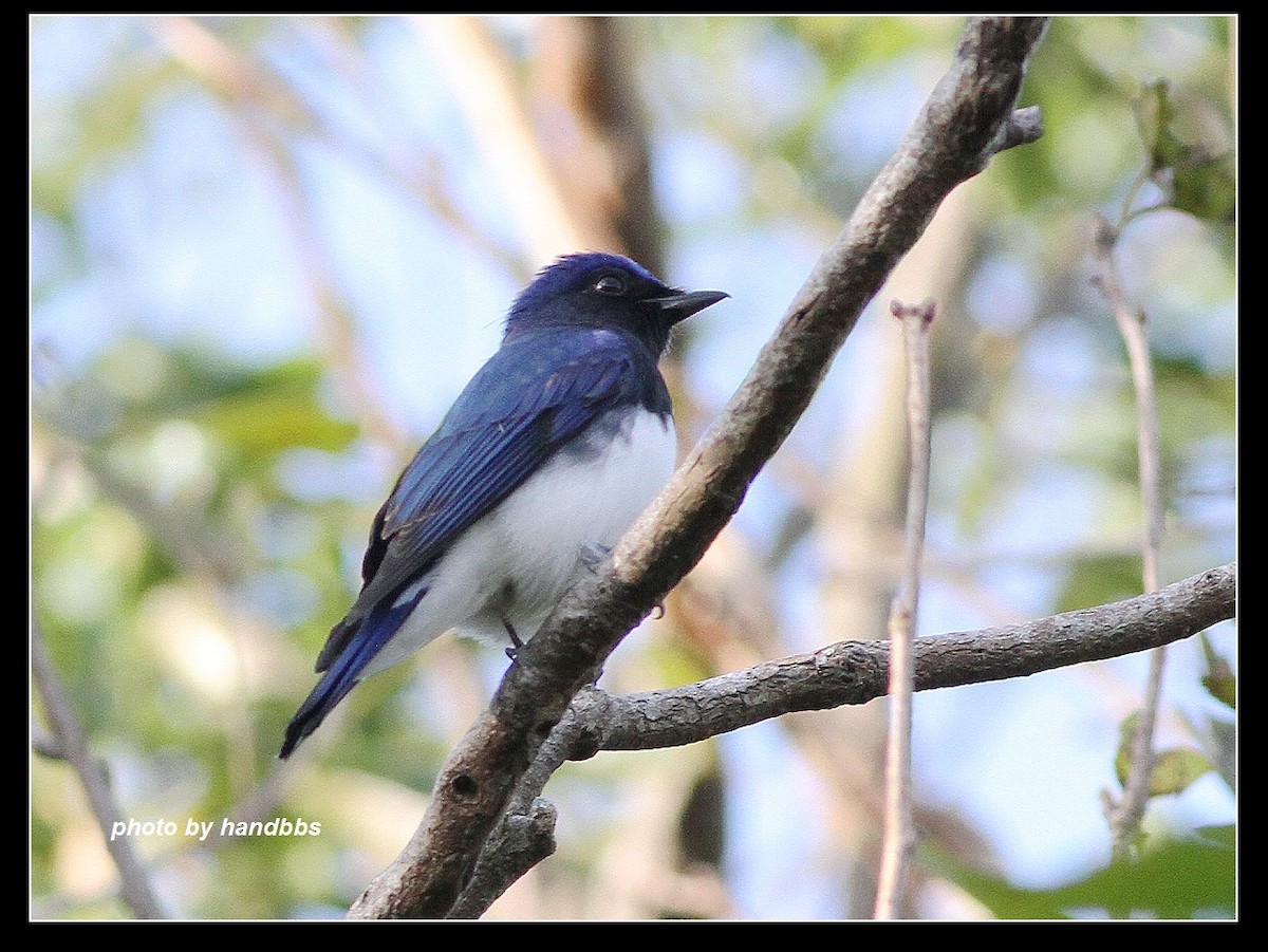 Blue-and-white Flycatcher - ML116833711