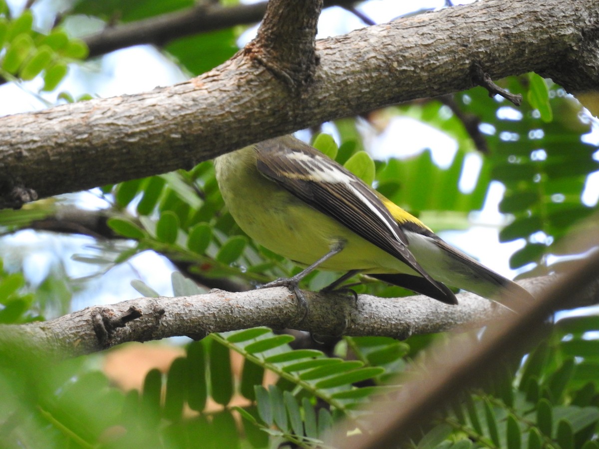 Yellow-rumped Flycatcher - Suebsawat Sawat-chuto