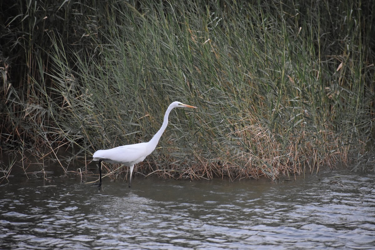 Great Egret - Ky Clare