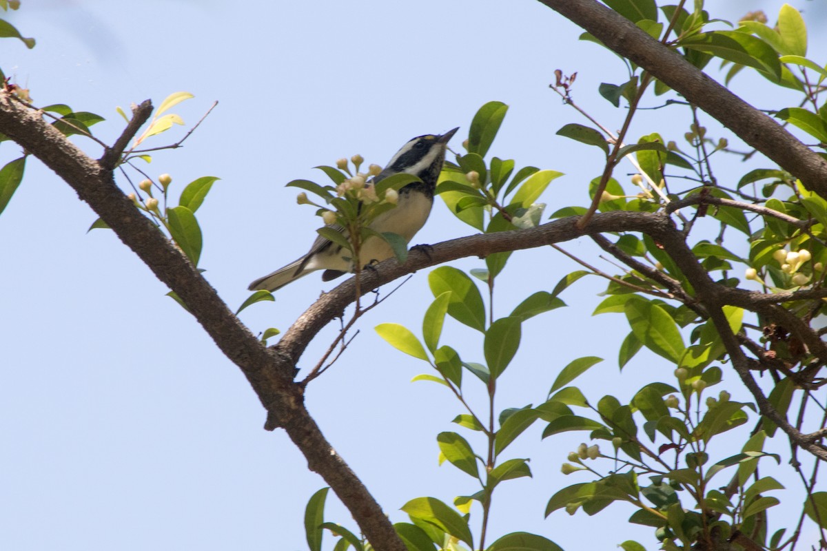 Black-throated Gray Warbler - ML116834541